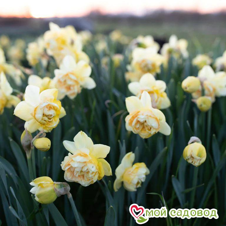 Нарцисс Арт Дизайн