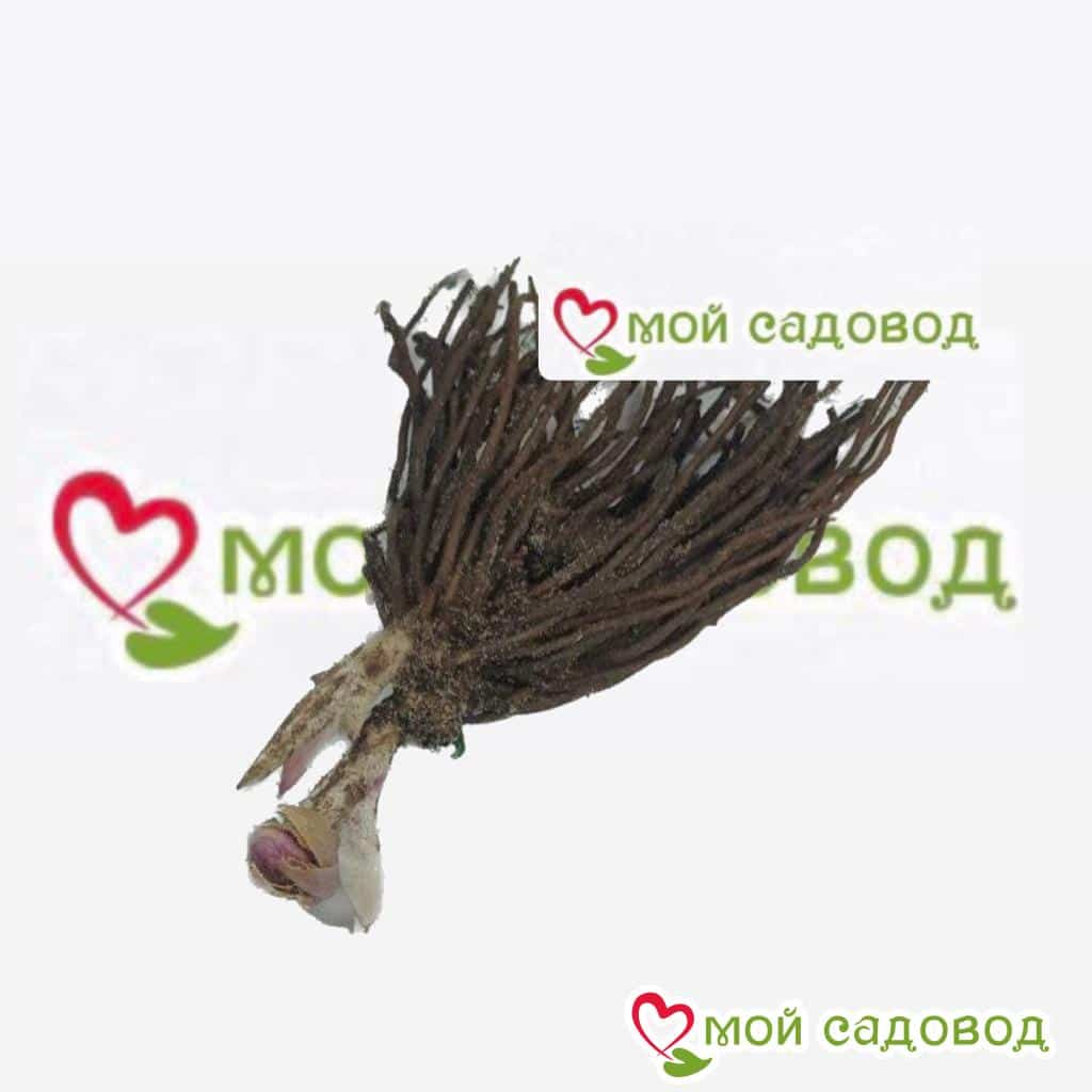 Хоста Ред Уайт Винг